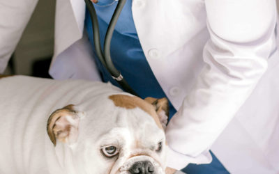 Dog Flu – Does Your Dog Need Protecting?